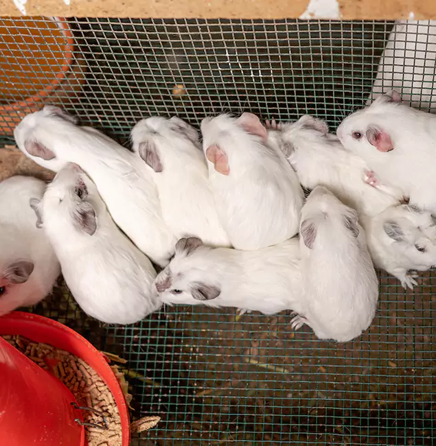 Why Choose Arlington Pest Control Pro for Rat Infestation in Arlington, VA?