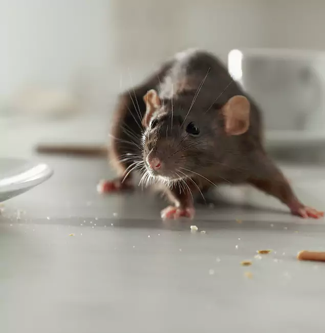 Why Choose Arlington Pest Control Pro for Rodent Control in Arlington, VA?