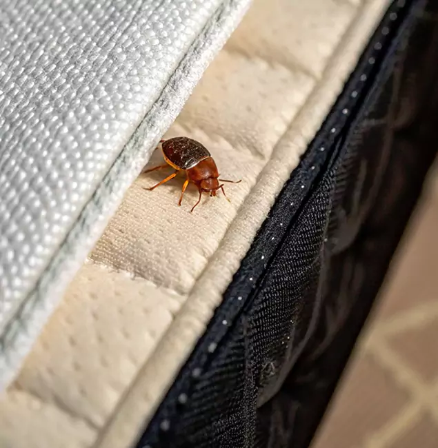Why Arlington Homeowners Trust Arlington Pest Control Pro for Tick Treatment?