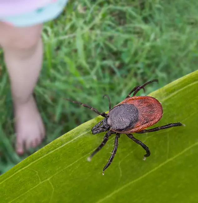 Why Arlington Homeowners Choose Arlington Pest Control Pro for Tick Extermination?