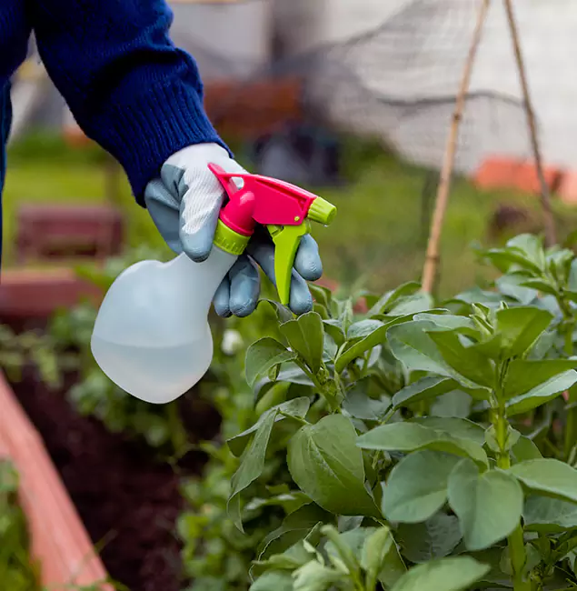 Why Arlington Relies on Arlington Pest Control Pro for Wasp Control Services?