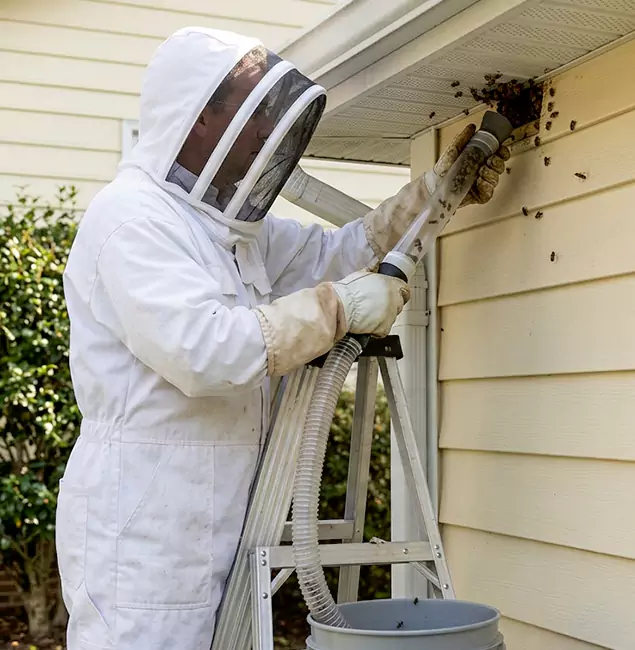 Why Arlington Trusts Arlington Pest Control Pro for Wasp Control?