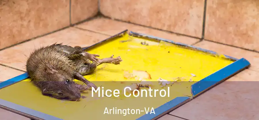  Mice Control Arlington-VA