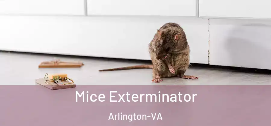  Mice Exterminator Arlington-VA