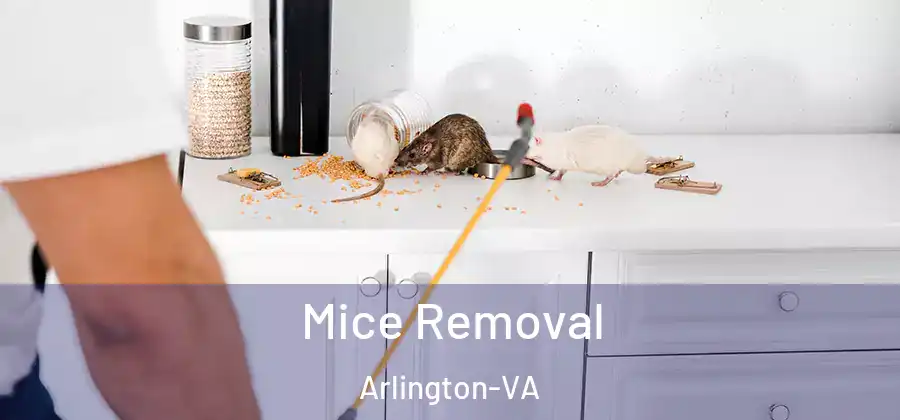 Mice Removal Arlington-VA