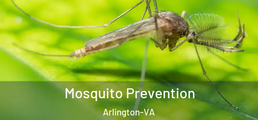 Mosquito Prevention Arlington-VA