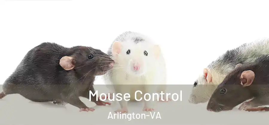 Mouse Control Arlington-VA