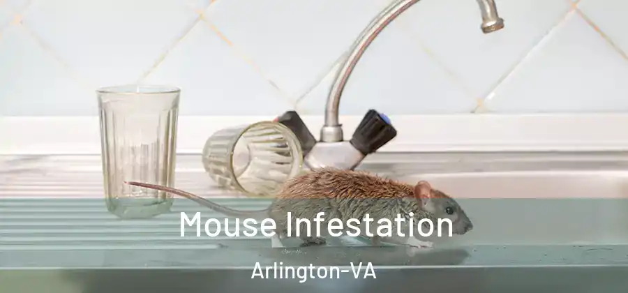 Mouse Infestation Arlington-VA
