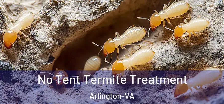 No Tent Termite Treatment Arlington-VA
