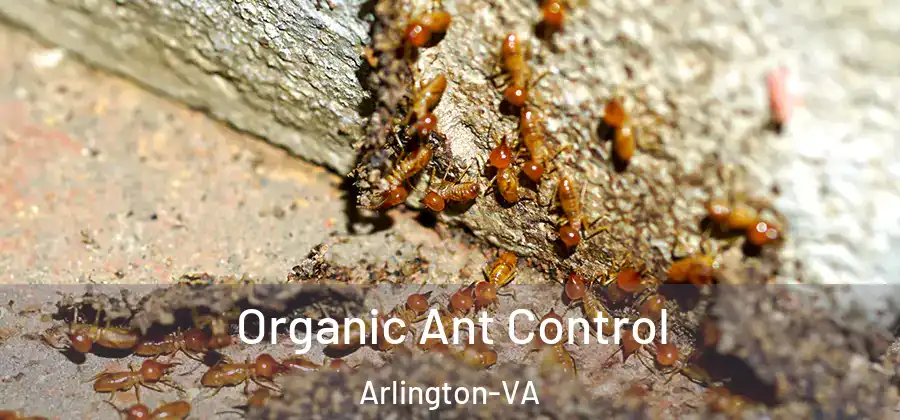  Organic Ant Control Arlington-VA