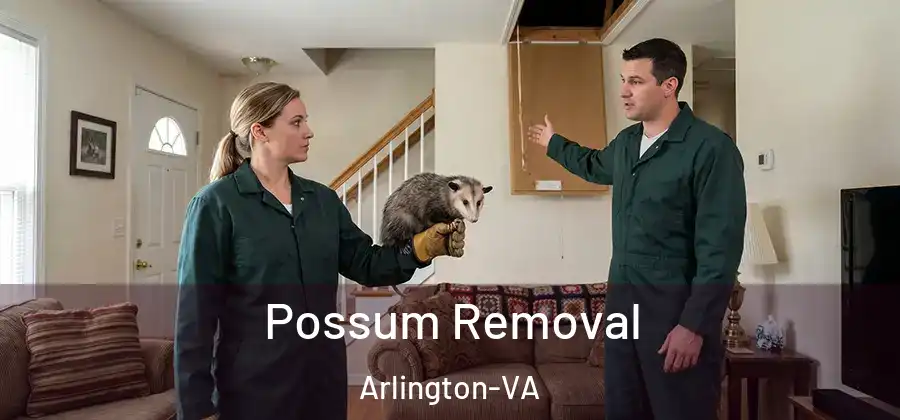 Possum Removal Arlington-VA