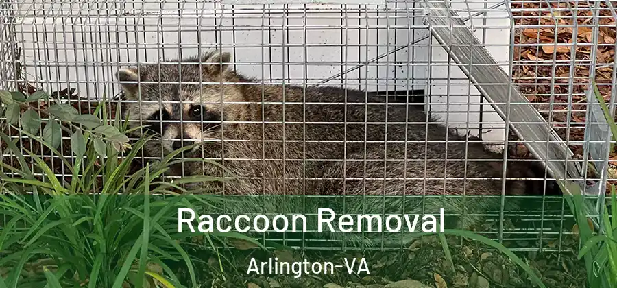 Raccoon Removal Arlington-VA