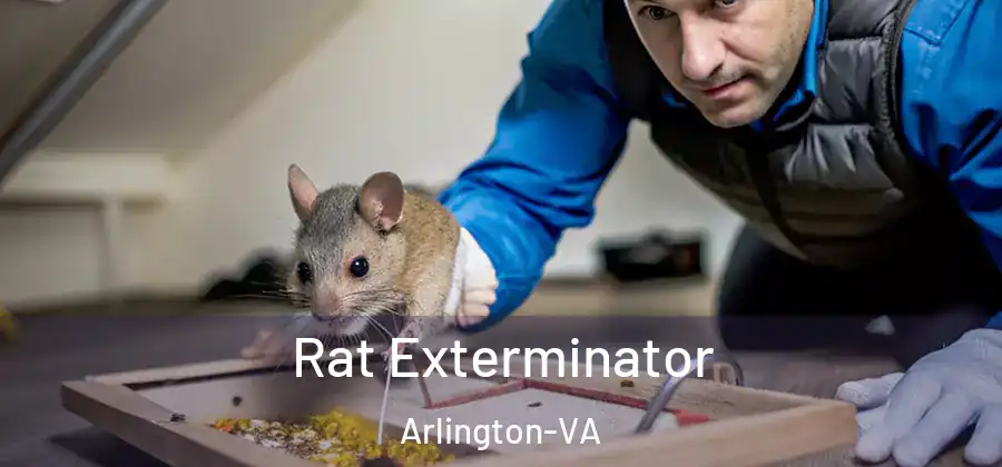 Rat Exterminator Arlington-VA