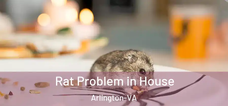 Rat Problem in House Arlington-VA