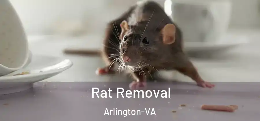  Rat Removal Arlington-VA
