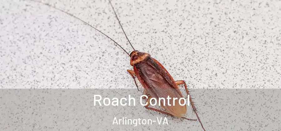 Roach Control Arlington-VA