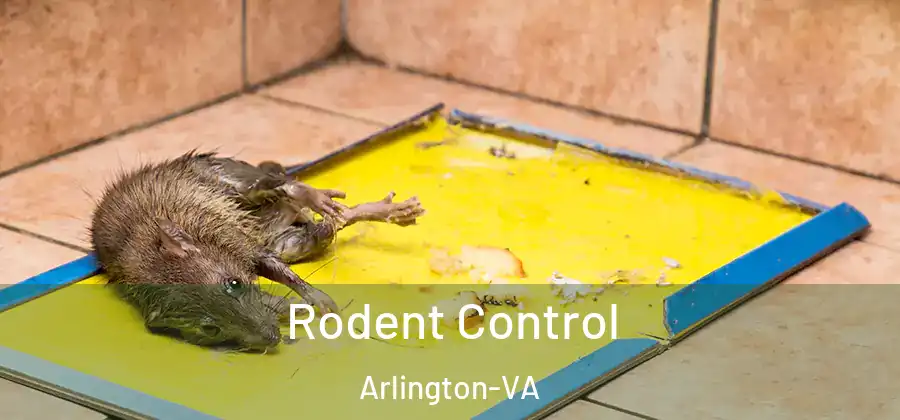 Rodent Control Arlington-VA