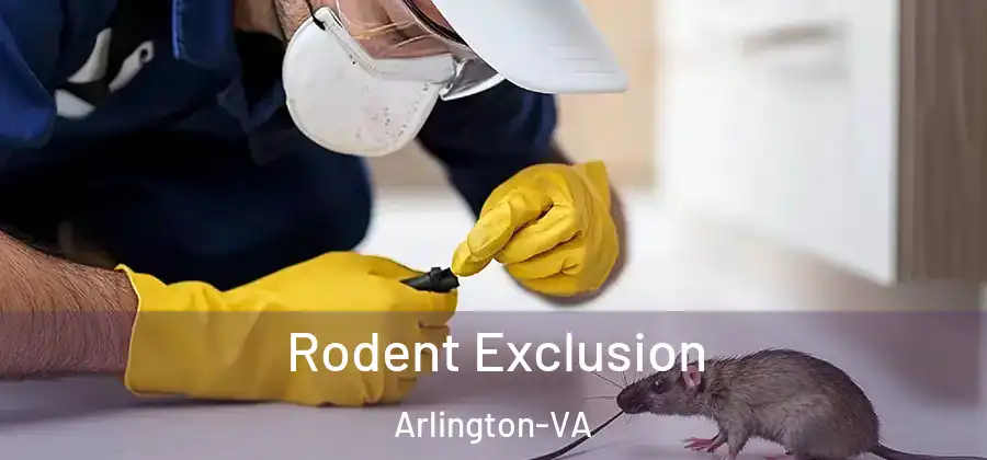 Rodent Exclusion Arlington-VA