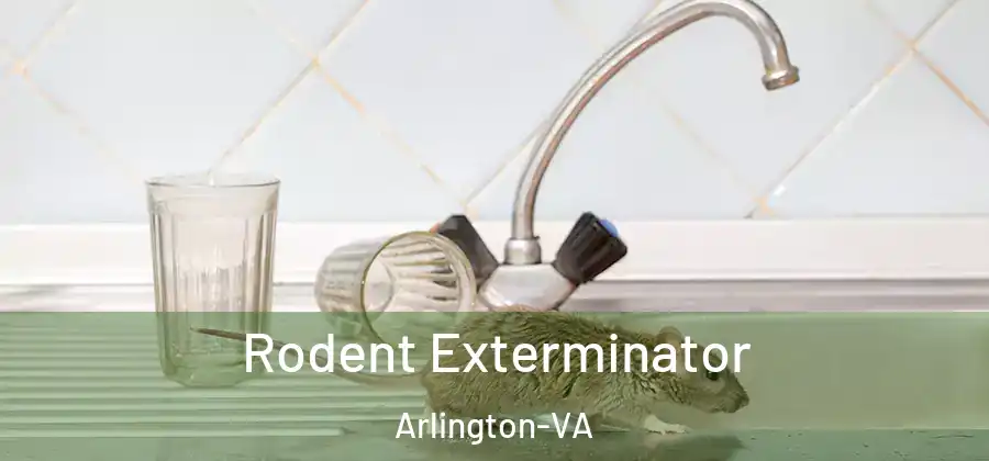 Rodent Exterminator Arlington-VA