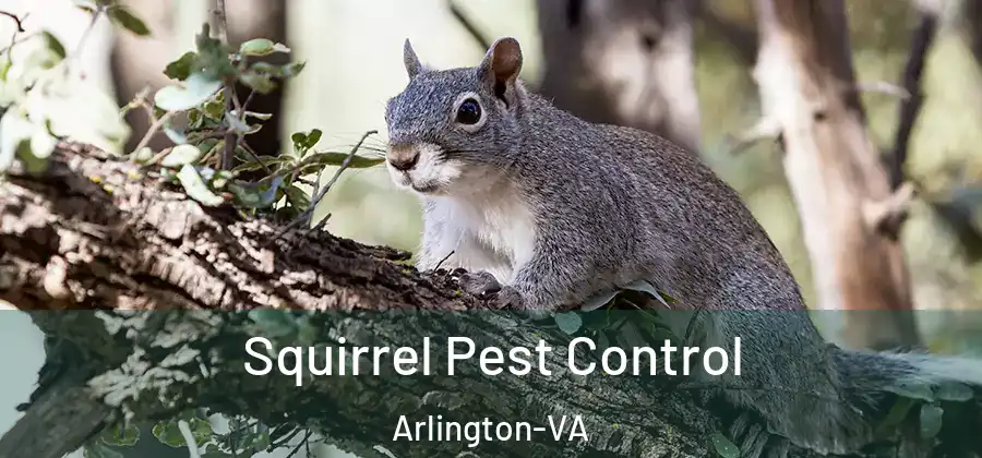 Squirrel Pest Control Arlington-VA