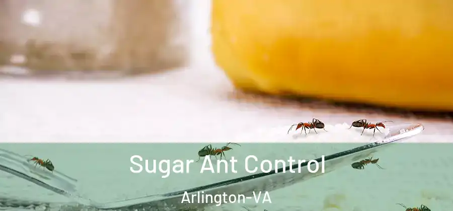 Sugar Ant Control Arlington-VA