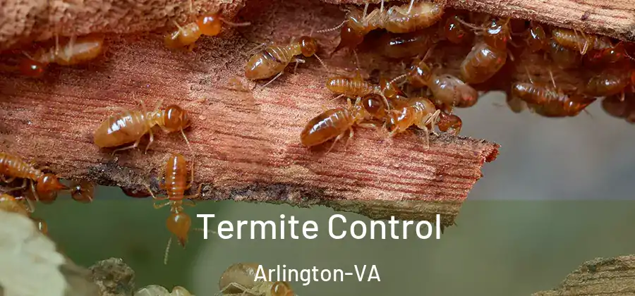  Termite Control Arlington-VA