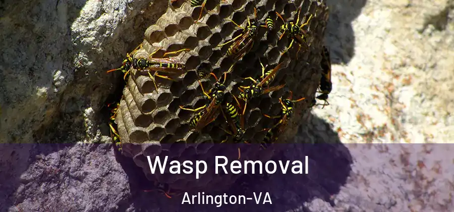 Wasp Removal Arlington-VA