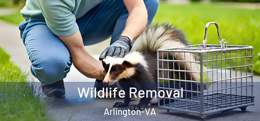 Wildlife Removal Arlington-VA